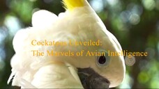 Cockatoos Unveiled: The Marvels of Avian Intelligence