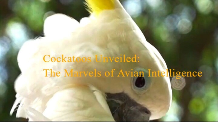 Cockatoos Unveiled: The Marvels of Avian Intelligence