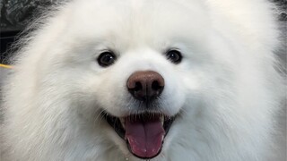 Aku curiga aku memelihara Samoyed palsu