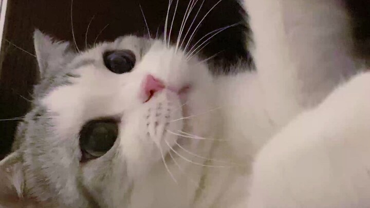 Dễ thương hết nấc ở cự ly gần! Con mèo này thực sự quá tài rồi!