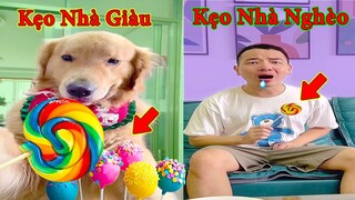 Thú Cưng TV | Tứ Mao Đại Náo #27 | Chó Golden Gâu Đần thông minh vui nhộn | Pets cute smart dog