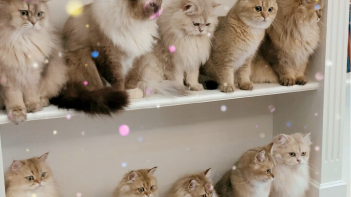 Let me show you (part of) my cats!