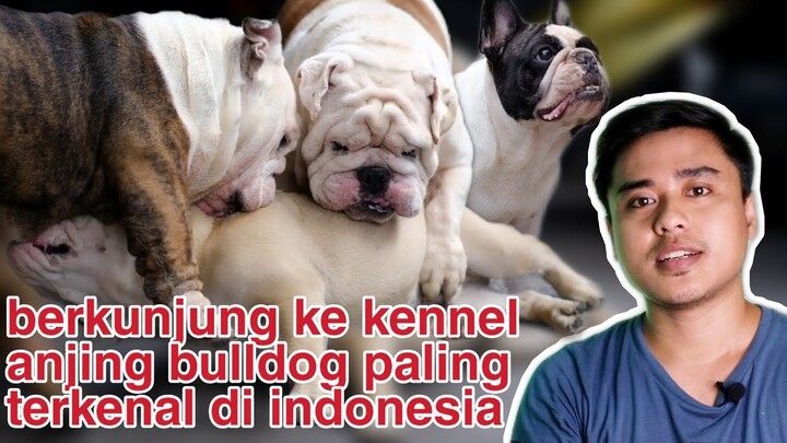 berkunjung ke kennel frans bullpawz yg terkenal | Bulldognya cakep parah 👍