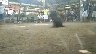 Super sweater in action 2x winner