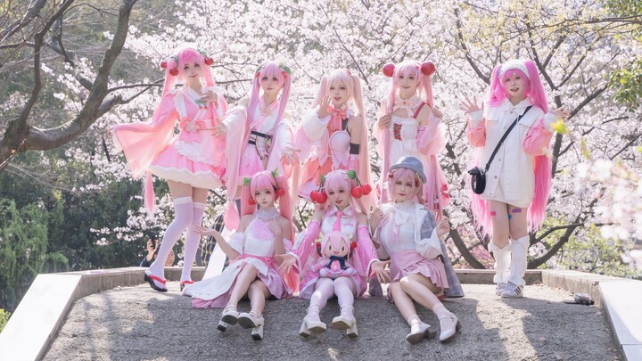 【SpicyHoney_s】Mời bạn xem trọn bộ tứ vũ đạo Vocaloid sắc anh đào của 8 cô nàng Sakura Miku 🌸 Sinh nh