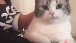 Cat: Women are no match of mine