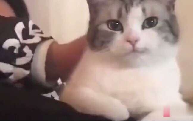 Cat: Women are no match of mine