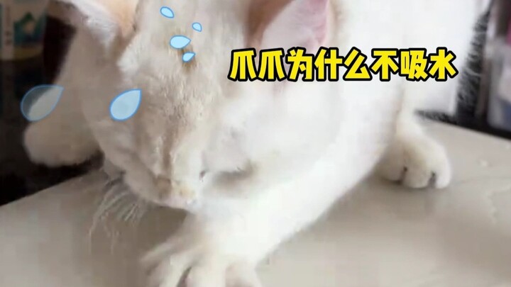 แมวน้อยตื่นตระหนกนี้