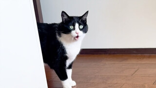 Sudah pulang! Kena marah habis-habisan dari kucing sapi