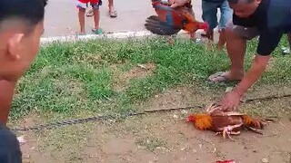 walay himbis on the move