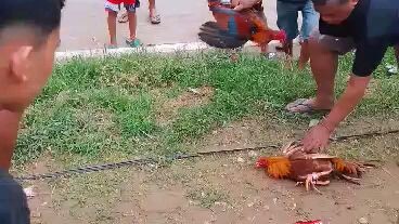 walay himbis on the move