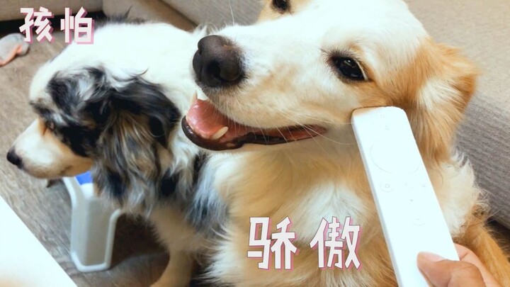 谁咬坏了遥控器？主人在线破案，狗子们：作案一起狂！出事儿一起扛！