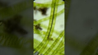 Algae Making Oxygen Under Microscope (Photosynthesis)
