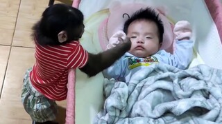 当2岁小猴子见到熟睡的人类幼崽，会发生什么？