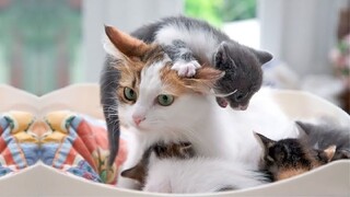 Funny Cats ✪ Mother cats protecting their cute kittens