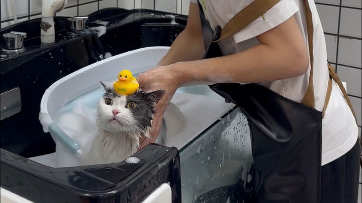 Chăm sóc và tắm gội cho mèo Anh lông ngắn xanh trắng chịu stress