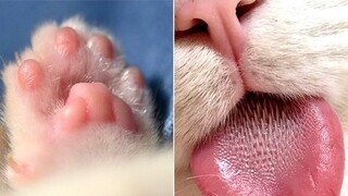 Cute Cat Videos that Will Make You Feel Warm Inside 😺🥰