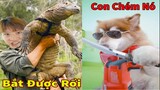 Thú Cưng TV | Ngáo Husky Troll Bố Dương KC #51 | chó thông minh vui nhộn | funny cute smart dog Pets