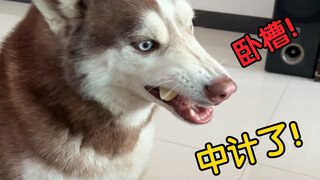 Apa yang akan terjadi jika saat memberi jeruk pada anjing Siberian Husky, kamu menyelipkan sepotong 