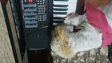 VID