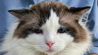 猫不理咖啡的《猫咪图鉴》