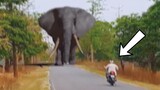 40 Largest Animals Caught on Camera