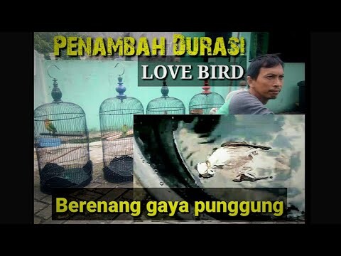 love bird berenang gaya punggung penambah durasi