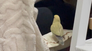When my little bird took a fancy to my roommate's hot water bottle