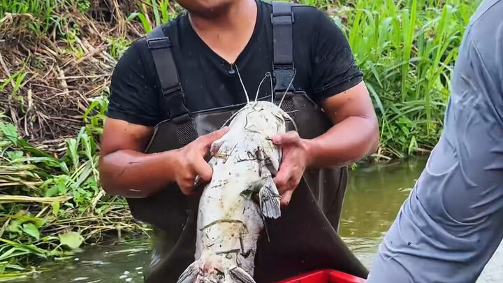 Bảo vệ hệ sinh thái bản địa, nói không với các loài ngoại lai xâm hại; địa phương bạn có những loài 