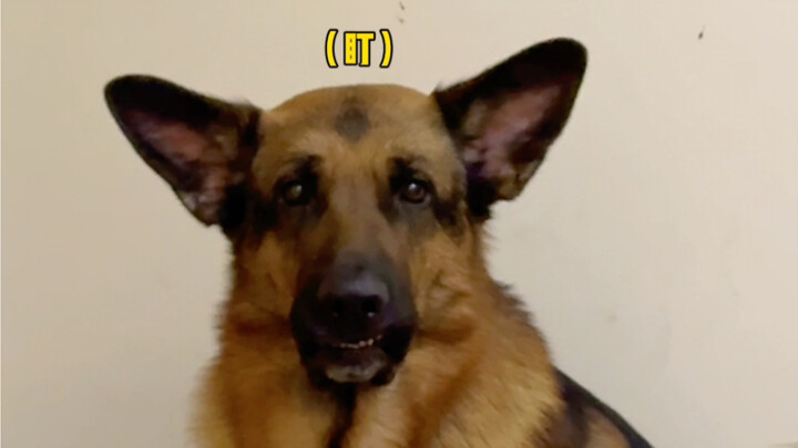 I’m reporting a little dog sneaking onto the bed!