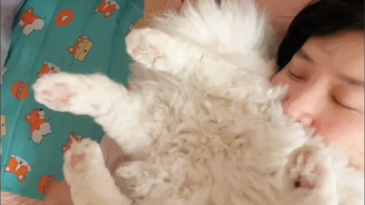 Why does my cat insist on sleeping on my face every summer?!