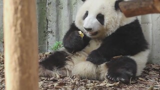 [Panda] Hehua menyimpan apelnya