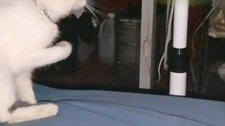 Cat playing with fan