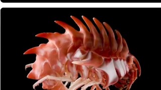 What animals in this world look like photoshopped images?