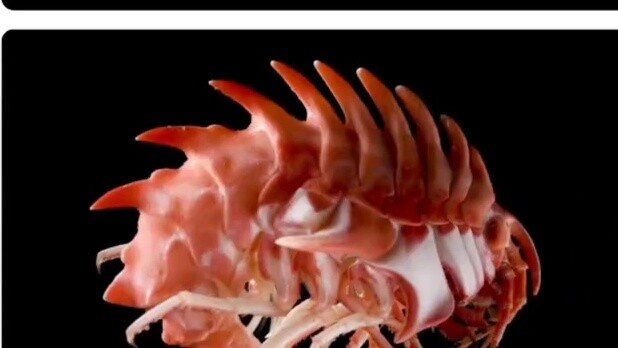 Những loài động vật nào trên thế giới trông giống như hình ảnh được chỉnh sửa bằng Photoshop?