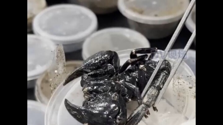 Guangzhou Customs Seized 52 Poisonous Scorpions