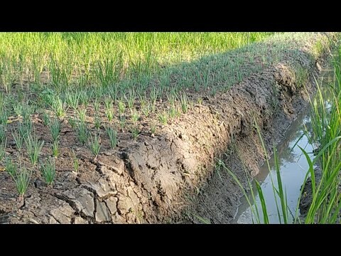 Ngabuburit Dipematang Sawah