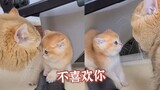 小奶猫日常讨厌凶猫爸爸，但猫爸爸还是超级喜欢它！