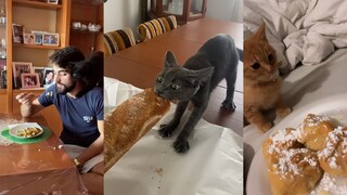 土匪猫猫来了 该怎么办