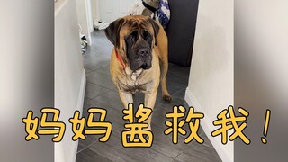 Whose dog is still a mama's boy even though it weighs 80 kilograms?