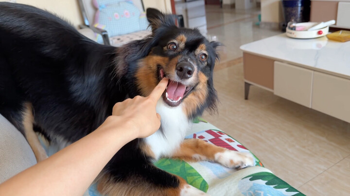 Sâm Lộ tràn đầy năng lượng