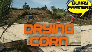 🇵🇭HOW TO DRY CORN / BUHAY FARMERS