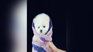 hello cô vy đá lông nheo cái nè :)chó_cưng pets yêuđộngvật mypet onhavanvui