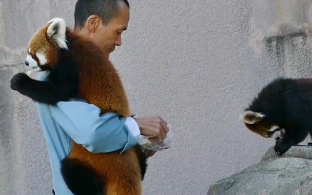 【Panda Kecil】Sebesar apa pun, tetap saja jadi bayi kecil kesayangan ayah penjaganya