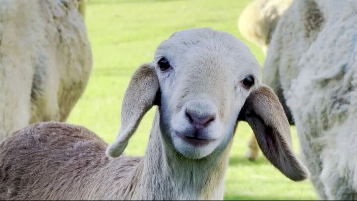 Beautiful Afghan Lambs