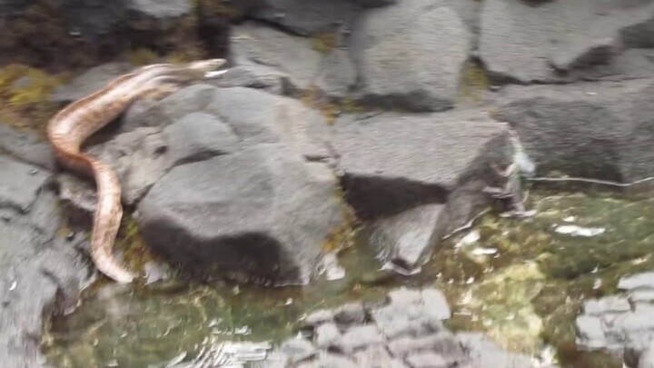 The naked eel turned itself into a snake for a crab