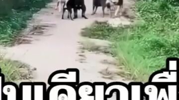 ชอบนักใช่ไหมไอ้ผัวเฮงซวย