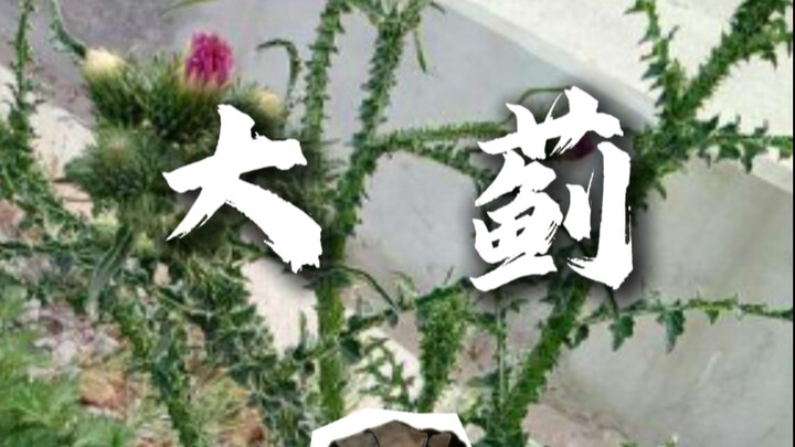 Thứ này gọi là đại tật