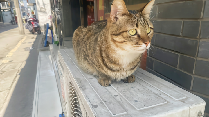 What do tabby cats usually do? Here are some recordings of them.