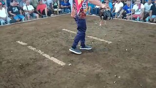 2nd fight WIN 4stag special qourom 33k pot money